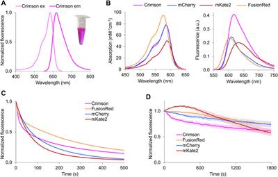 A Bright, Nontoxic, and Non-aggregating red Fluorescent Protein for Long-Term Labeling of Fine Structures in Neurons